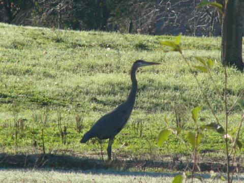 Image of bird
