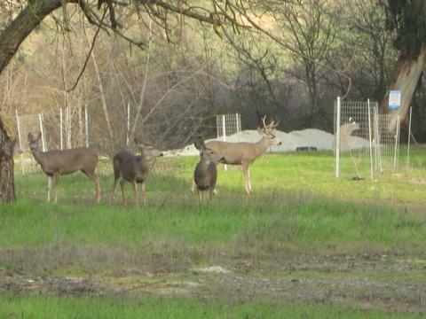 Deer